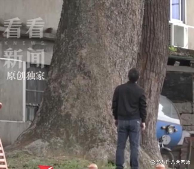 古樹(shù)被毀上級(jí)部門(mén)一問(wèn)三不知 六百年記憶何以至此