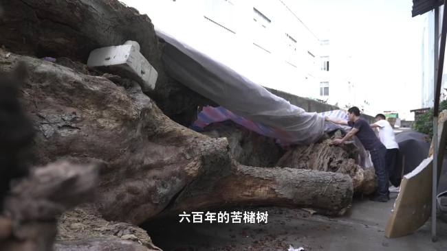 浙江两棵超500岁古树遭违规移栽死亡