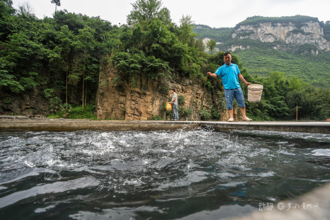 貴州大山也能養(yǎng)出高端三文魚 溶洞水孕育新機(jī)遇