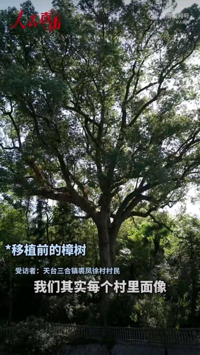 一级古树违规迁移死亡后流向木雕厂