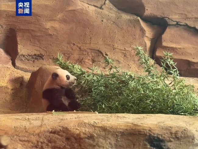 首只在印尼出生大熊猫“里奥”正式公开亮相