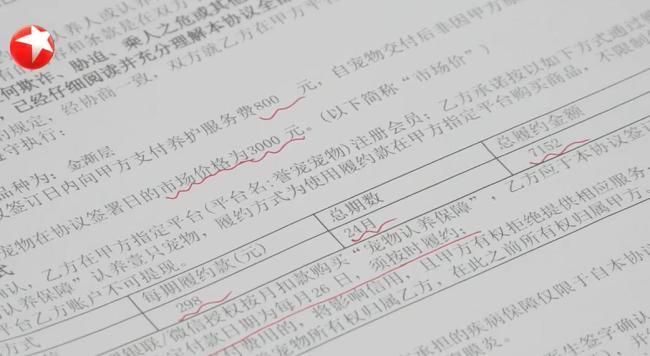 800元买猫背上近8000元猫贷 低价诱惑背后的陷阱