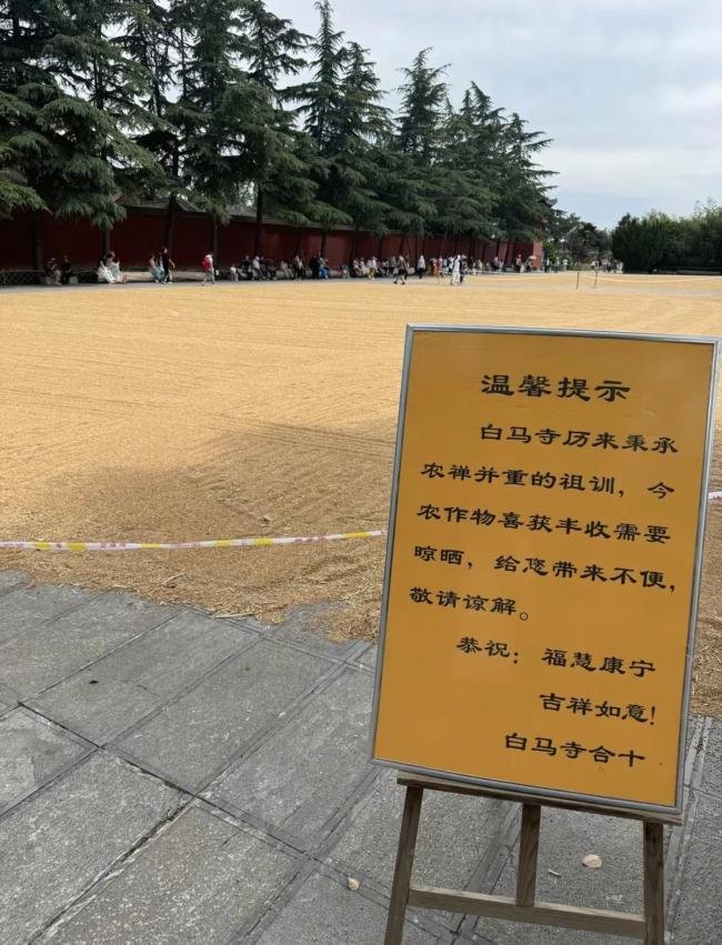 白马寺僧人顶着33℃气温收麦子晾晒 农禅并重传承祖训