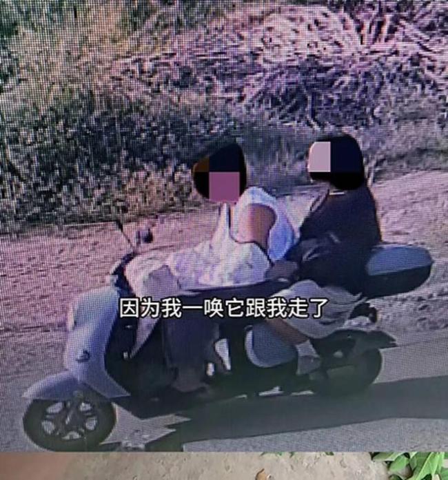 百万粉网红边牧被偷宰杀后续！小偷慌到拦车求和，主人当场气哭 9年情感难以估量