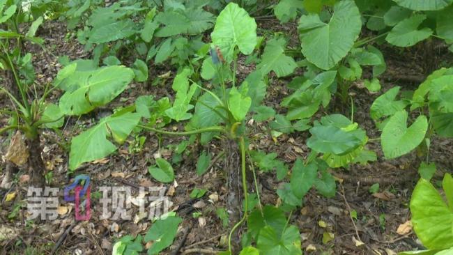 幼儿在公园误舔一口叶子中毒入院 警惕滴水观音毒性