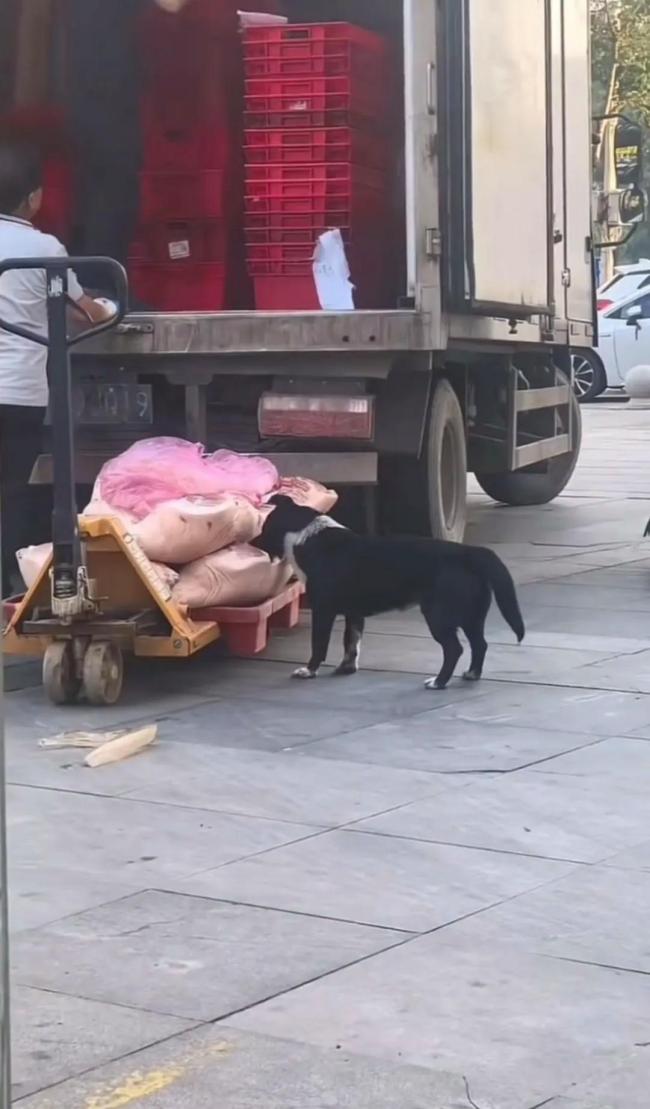 官方通報(bào)超市運(yùn)送豬肉被狗啃食 已封存并送檢處理