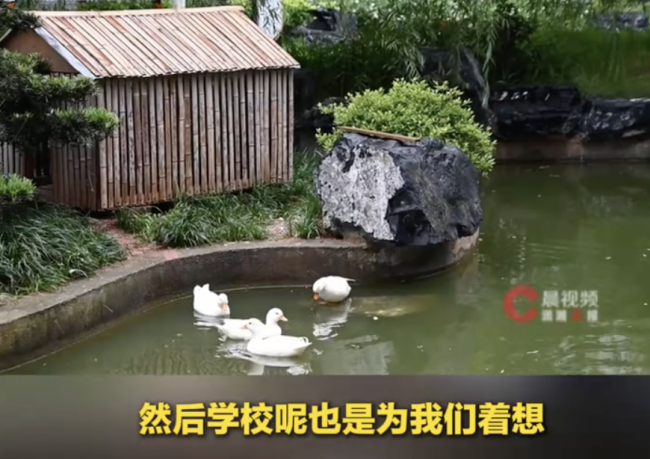 校园团宠柯尔鸭高考期间搬新家