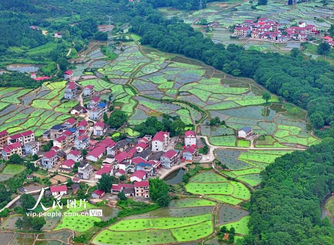 江西泰和：田園如畫