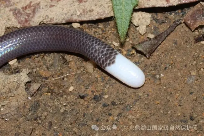 鼎湖山發(fā)現(xiàn)新物種 填補中國馬陸動物地理分布空白