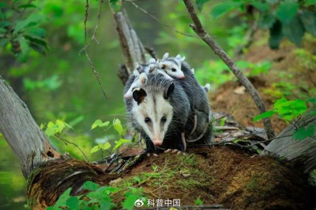 “背手负鼠”火了！什么来头 表情包背后的生存智慧