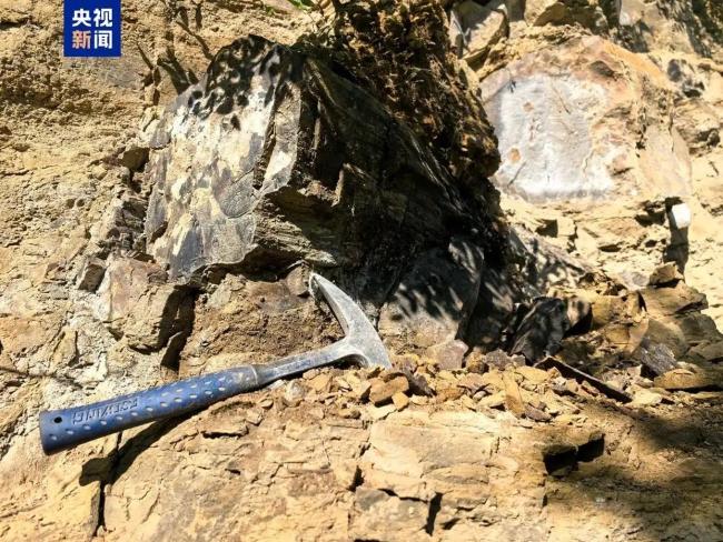 山西阳泉发现约2.95亿年前木化石 国家二级重点保护古生物化石现身