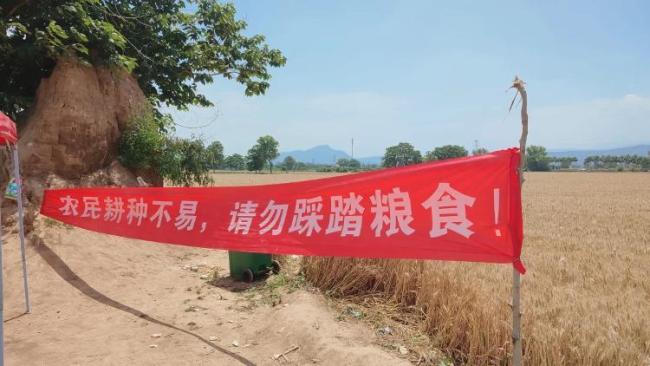 網(wǎng)友稱游客為出片踩踏宋陵周邊麥田 文明參觀勿毀麥田