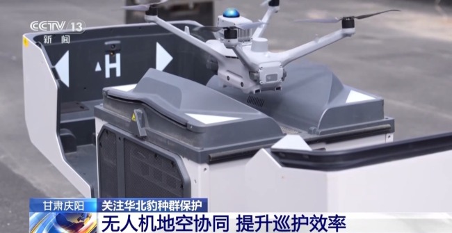 AI大模型識別 智能設(shè)備助力華北豹守護(hù)