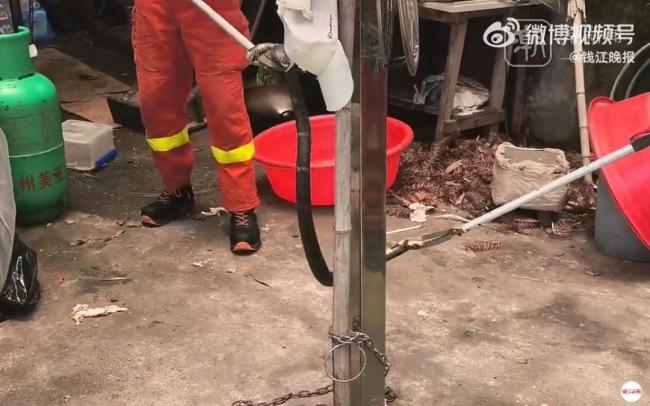 杭州两个月抓蛇近900起 蛇类活动异常频繁