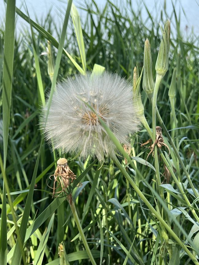 北京的大號(hào)蒲公英是什么？專(zhuān)家釋疑 外來(lái)物種可控范圍內(nèi)
