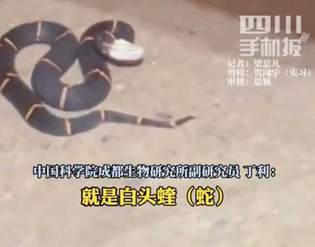 男子稱偶遇"中國(guó)第一毒蛇”