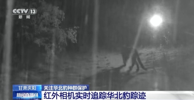 AI大模型識別 智能設(shè)備助力華北豹守護