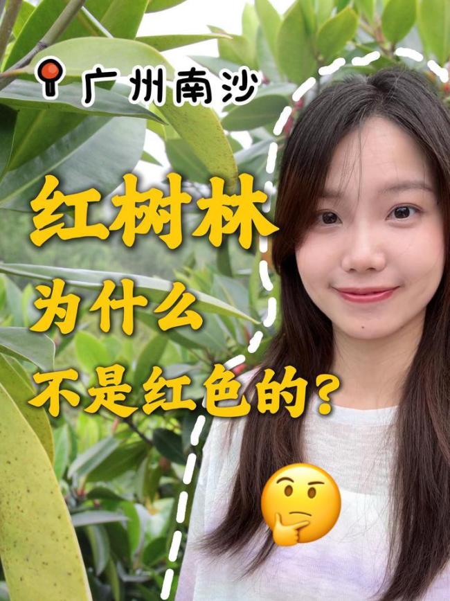 红树林为什么不是红色的