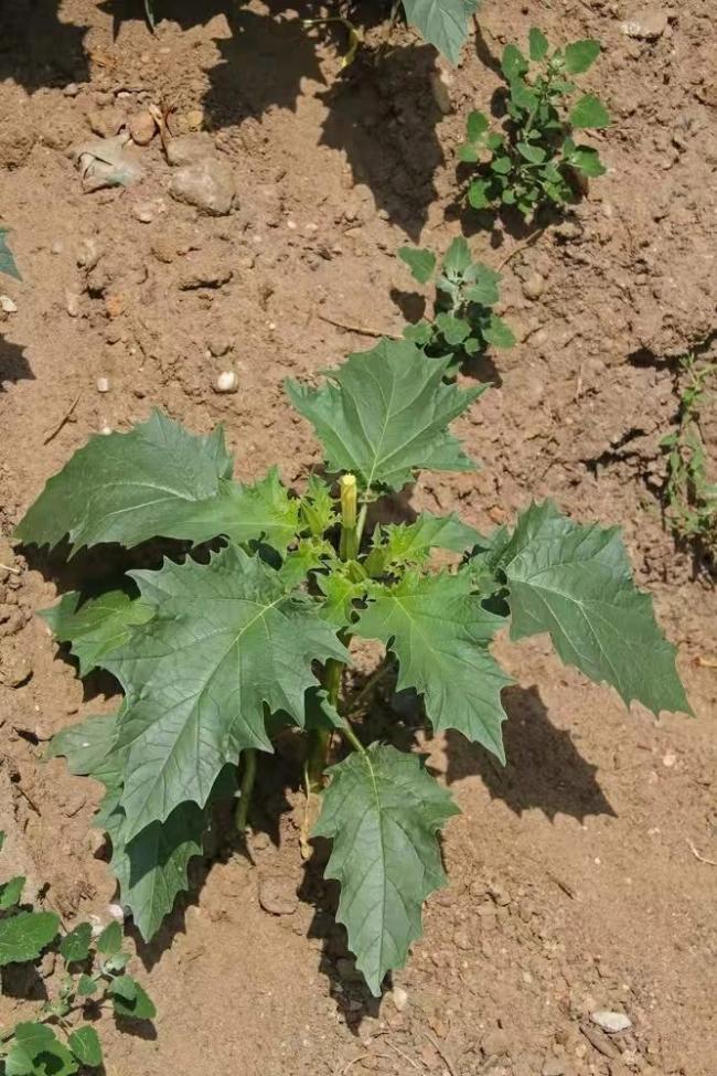 一家三口誤把“蒙汗藥”植物當(dāng)菠菜吃 劇毒曼陀羅引發(fā)中毒昏迷