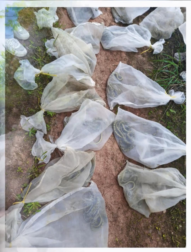 村中有人放生蛇？村民吓得起鸡皮疙瘩
