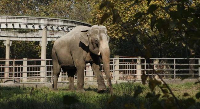 上海動物園亞洲象八莫65歲去世 半世紀(jì)溫情老友告別