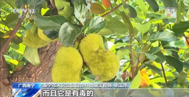 綠化帶樹木結(jié)的果實(shí)能吃嗎 不宜食用注意健康