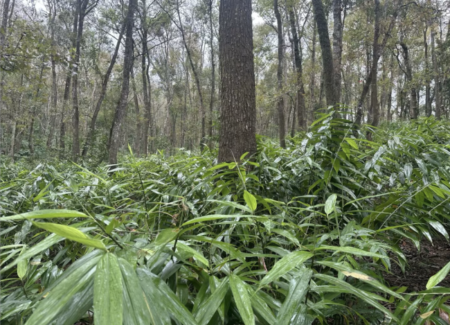 美麗中國(guó)行｜海南探索熱帶雨林“點(diǎn)綠成金”