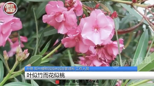 女子嘴含“網(wǎng)紅花”拍照后中毒 警惕夾竹桃毒性