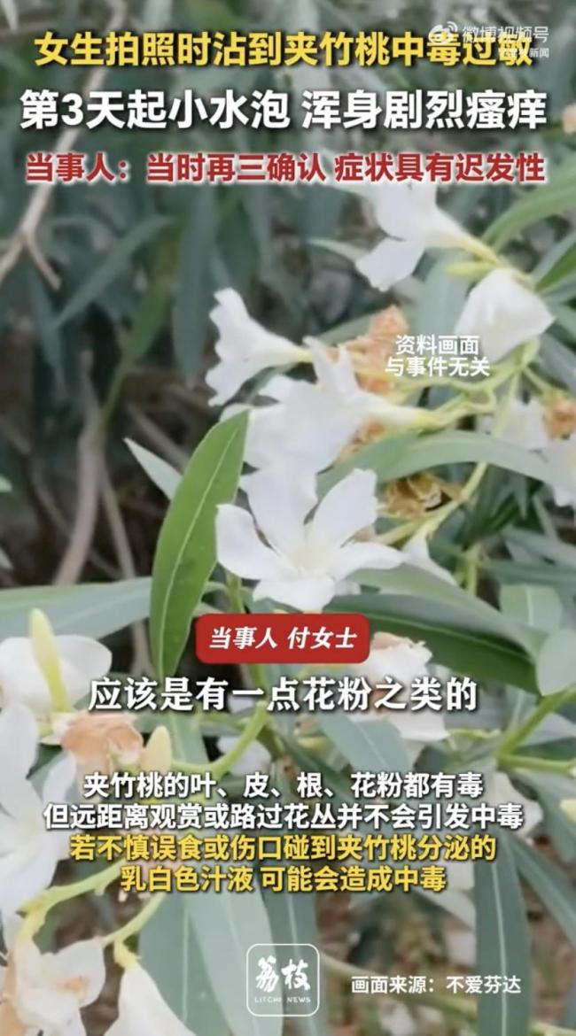 女子嘴含“網(wǎng)紅花”拍照后中毒 警惕夾竹桃毒性