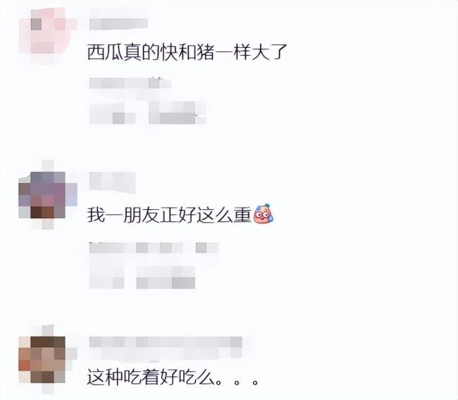 120斤“西瓜王”即將拍賣(mài) 1元起拍引關(guān)注
