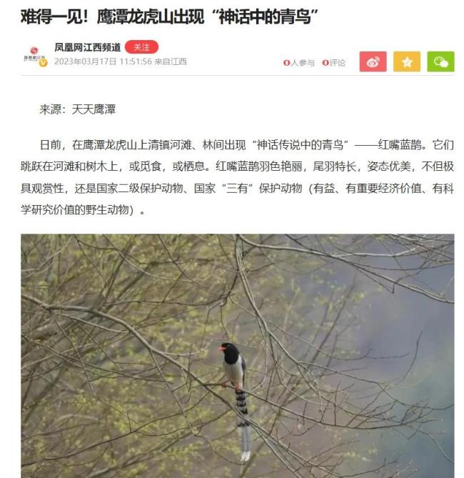 杭州一小區(qū)驚現(xiàn)“憤怒的小鳥” 紅嘴藍(lán)鵲頻襲居民