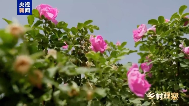 荒漠也可以成花海 看“沙漠玫瑰”背后的生態(tài)之變