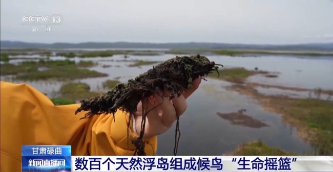 扎堆盖房？探访尕海湿地候鸟“育儿所”