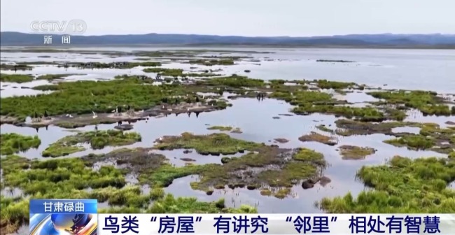 扎堆盖房？探访尕海湿地候鸟“育儿所”