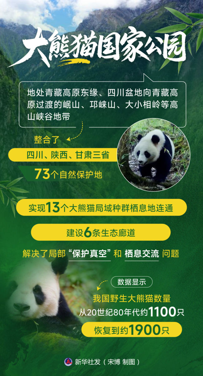 守护“国宝”万物共生 大熊猫国家公园的绿色答卷