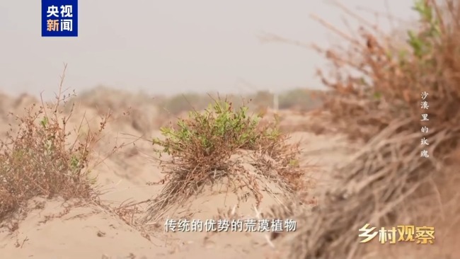 荒漠也可以成花海 看“沙漠玫瑰”背后的生態(tài)之變