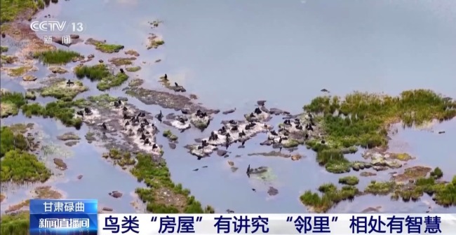 扎堆蓋房？探訪尕海濕地候鳥“育兒所”