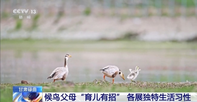 扎堆蓋房？探訪尕海濕地候鳥(niǎo)“育兒所”