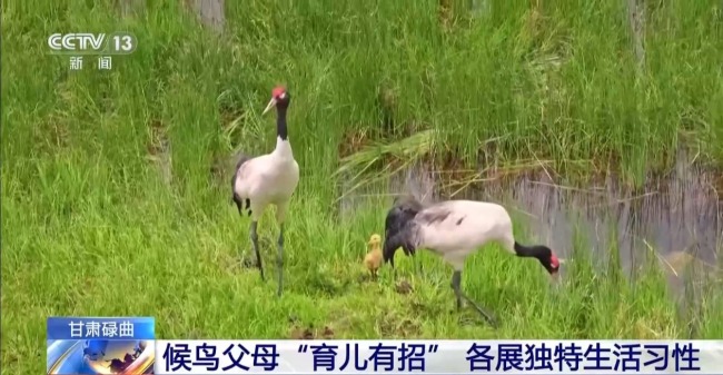扎堆盖房？探访尕海湿地候鸟“育儿所”