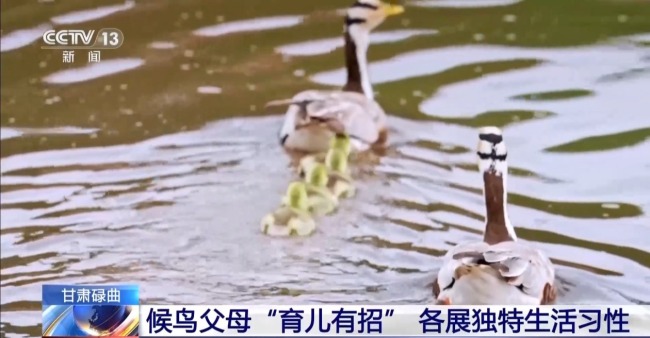扎堆盖房？探访尕海湿地候鸟“育儿所”
