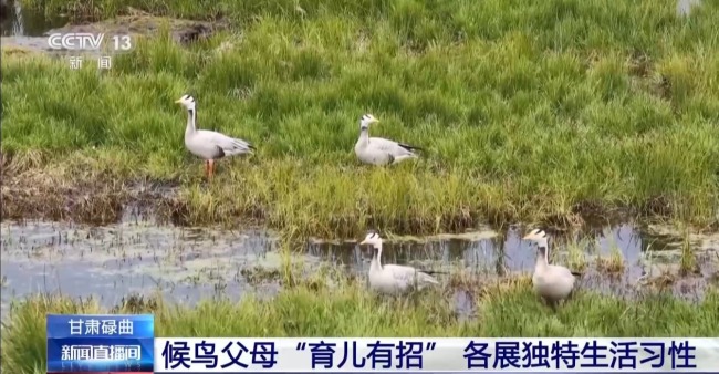 扎堆蓋房？探訪尕海濕地候鳥“育兒所”
