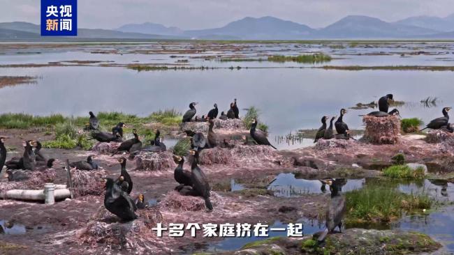 不只会捕鱼！揭秘鸬鹚作为“建筑师”的另一面
