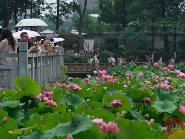 珍稀双色荷花现身成都 夏日独特风景