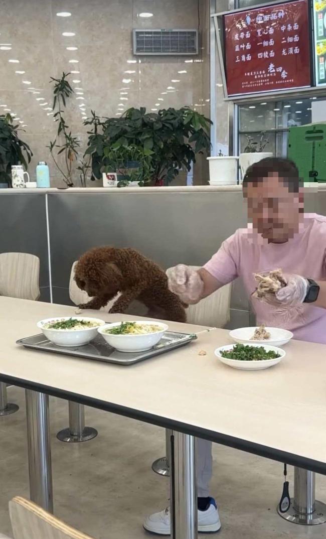 男子饭店就餐让宠物狗在餐桌进食 引发网友热议