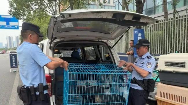 民警办完盗窃案发现外卖被狗偷走 加班遇“狗贼”