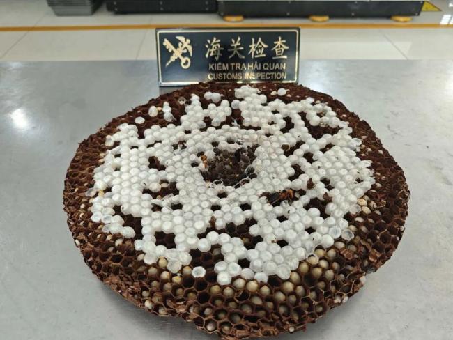 旅客带蜂巢活体蜂入境被查