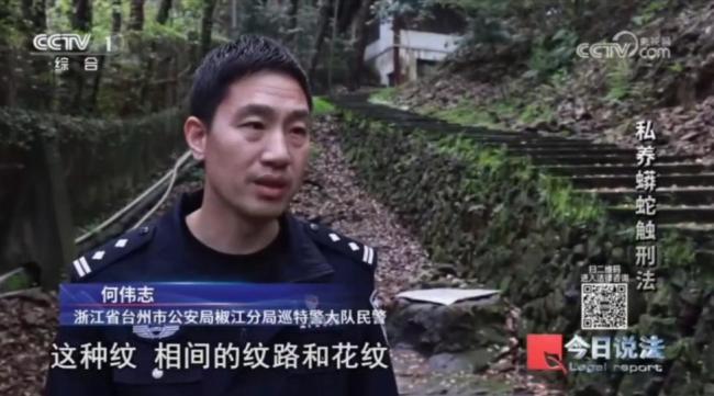 独居男子小区里养300条蟒蛇 非法饲养引发关注