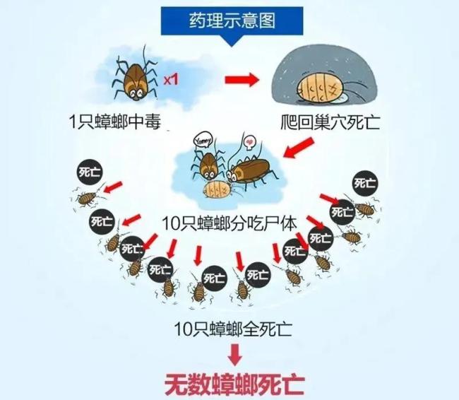 广东持续暴雨一小区蟑螂多到用桶装 湿热环境成主因