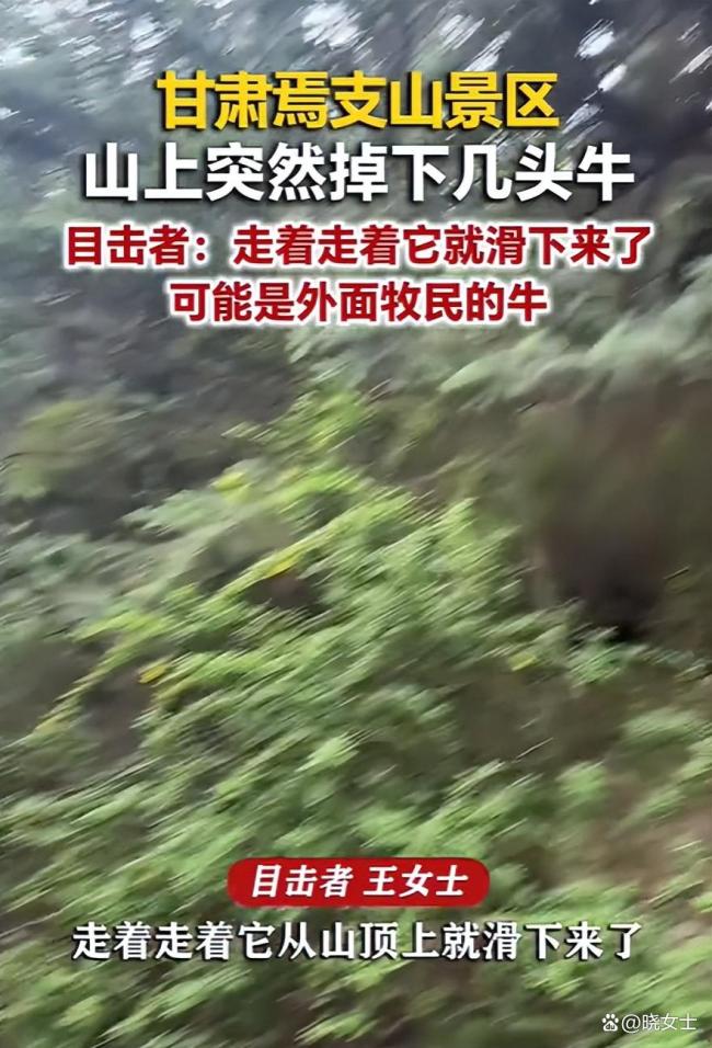 头牛领错路致牛群摔沟里9死1伤 悲剧引发警钟