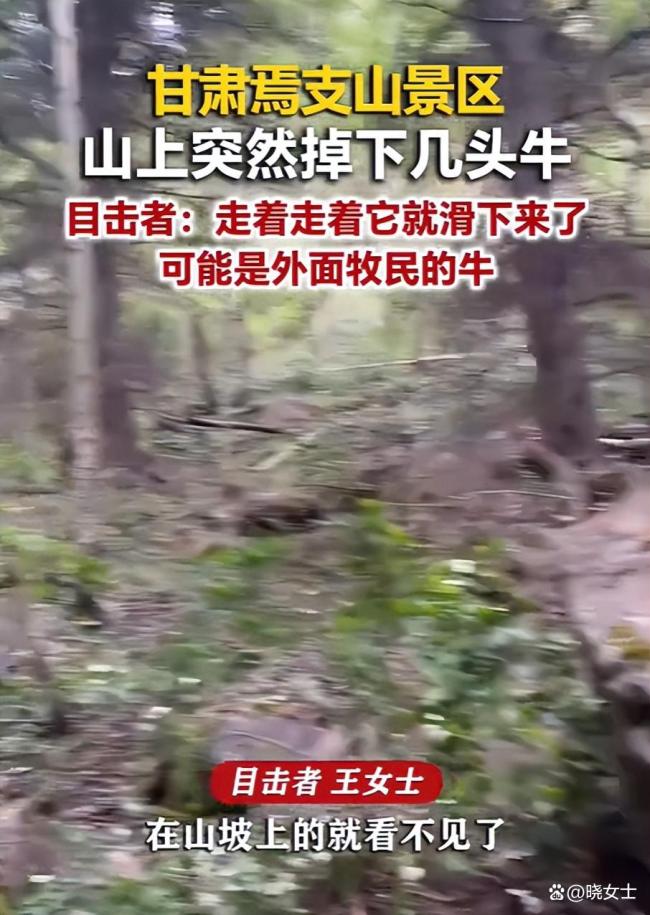 头牛领错路致牛群摔沟里9死1伤 悲剧引发警钟
